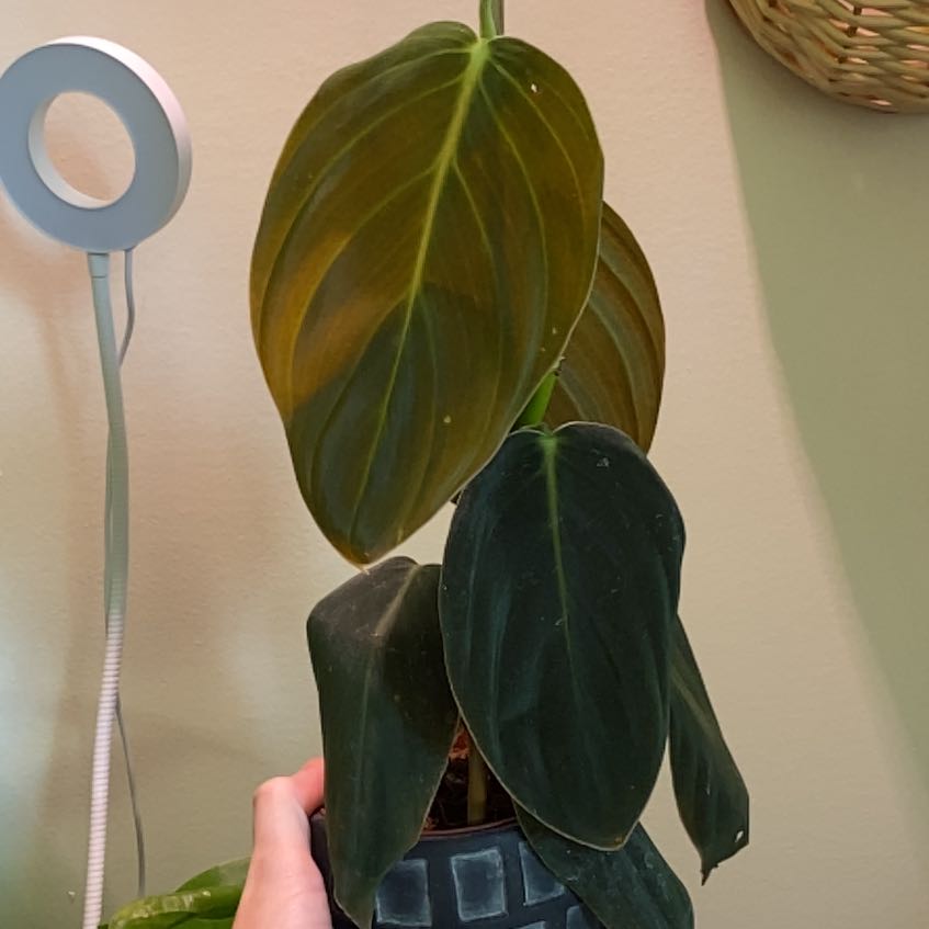 Photo of the plant species Philodendron Gigas by @AmusingRedhill named Lucien on Greg, the plant care app