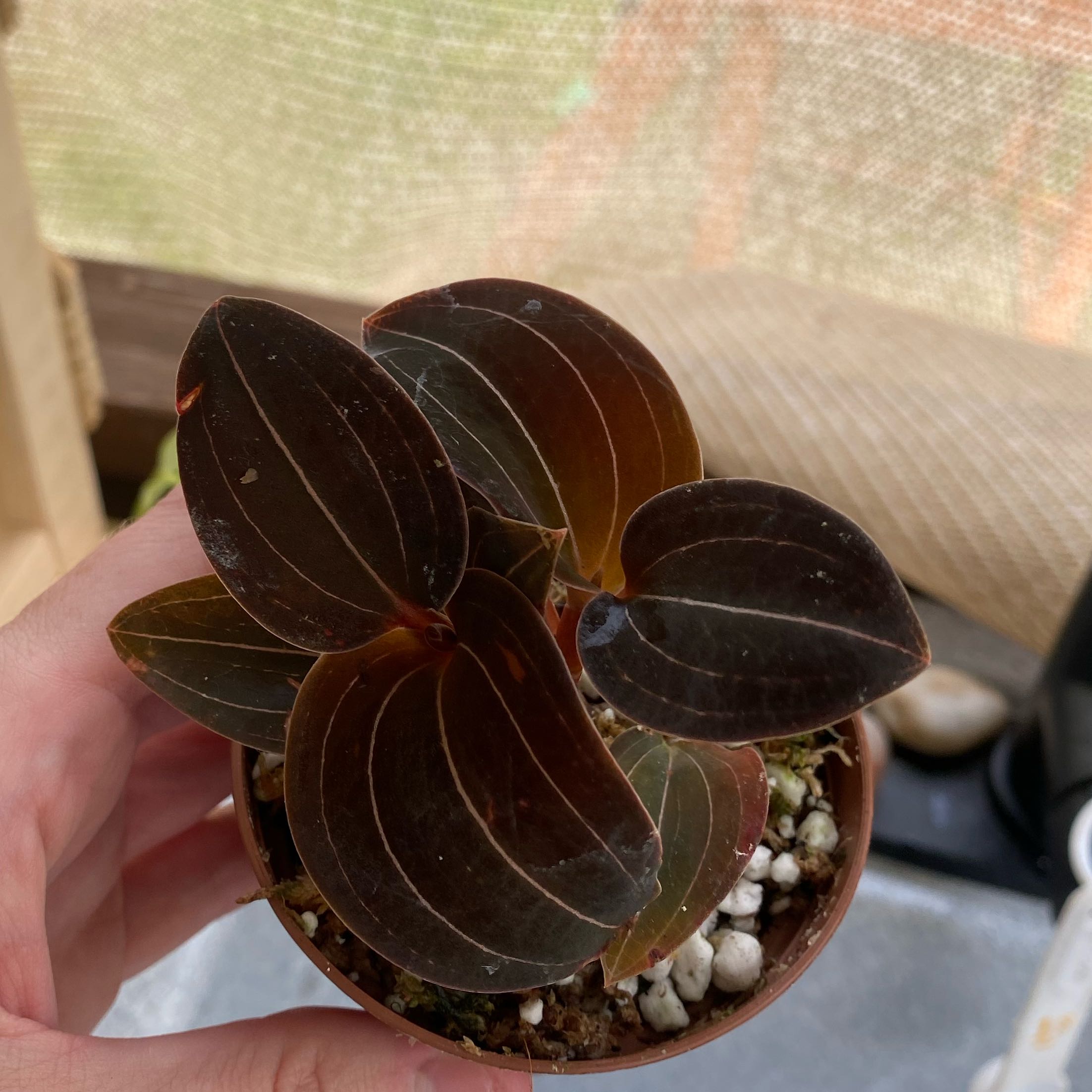 Photo of the plant species Sea Turtle Jewel Orchid by @AmusingRedhill named Osmo on Greg, the plant care app