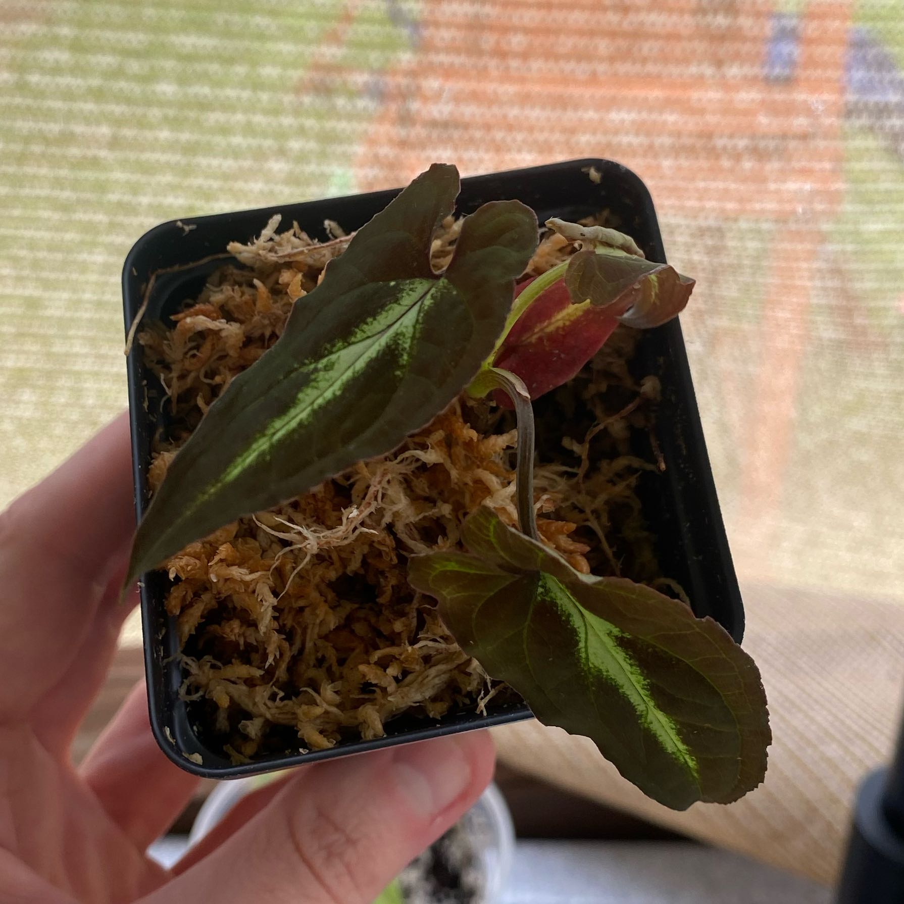 Photo of the plant species Syngonium Rayii by @AmusingRedhill named Raylan on Greg, the plant care app