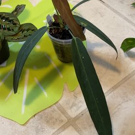 Photo of the plant species Anthurium Wendlingeri by @AmusingRedhill named Wendy on Greg, the plant care app