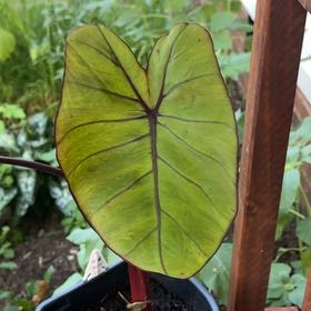 Photo of the plant species Colocasia Royal Hawaiian by @AmusingRedhill named Muhammad Ali on Greg, the plant care app