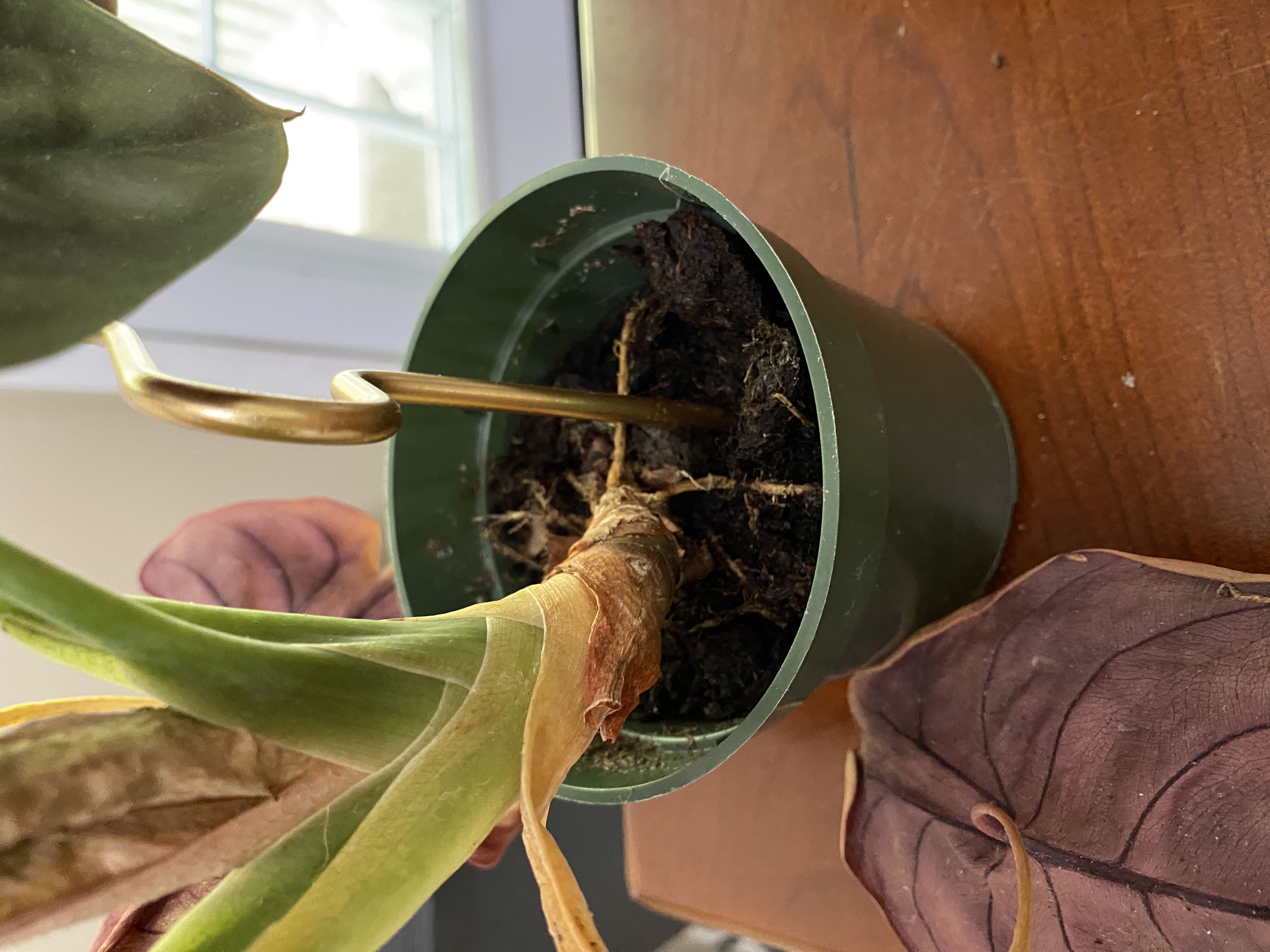 Photo from the post