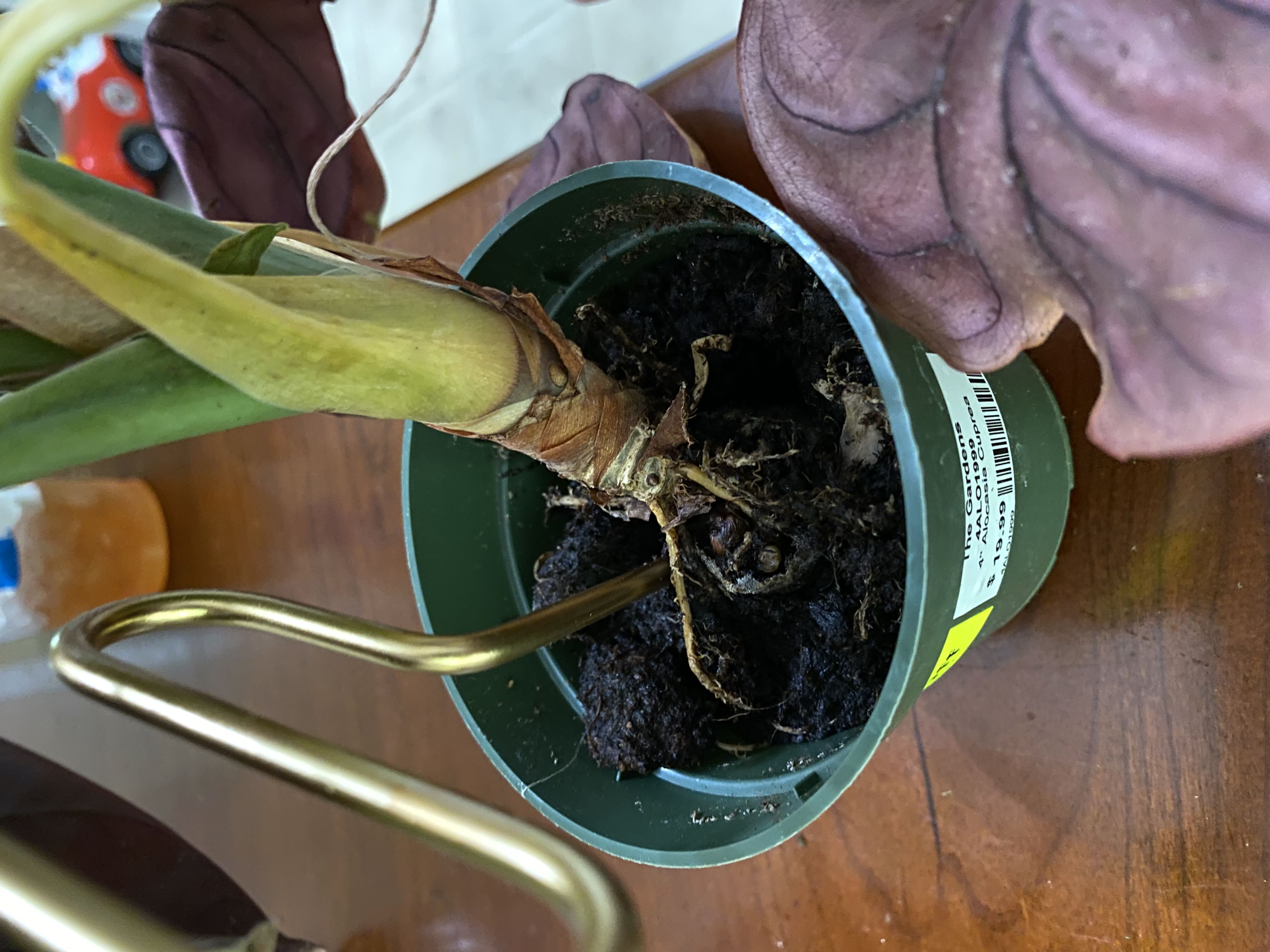 Photo from the post