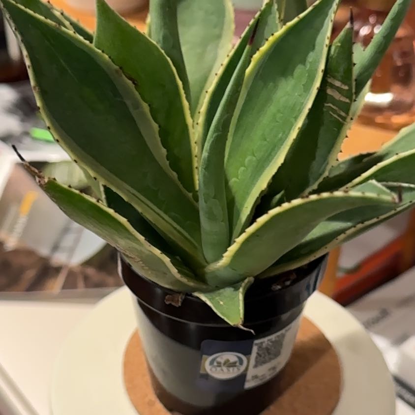 Photo of the plant species Agave celsii 'Multicolor' by @ZarfBluejackoak named Agave on Greg, the plant care app