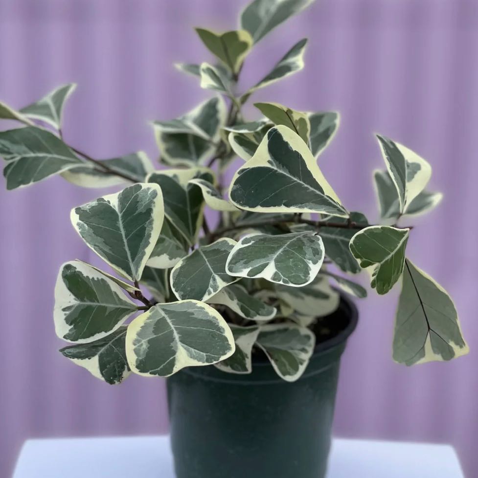 Photo of the plant species Variegated Ficus sagittata by @ModelHollyfern named Sproutacus on Greg, the plant care app