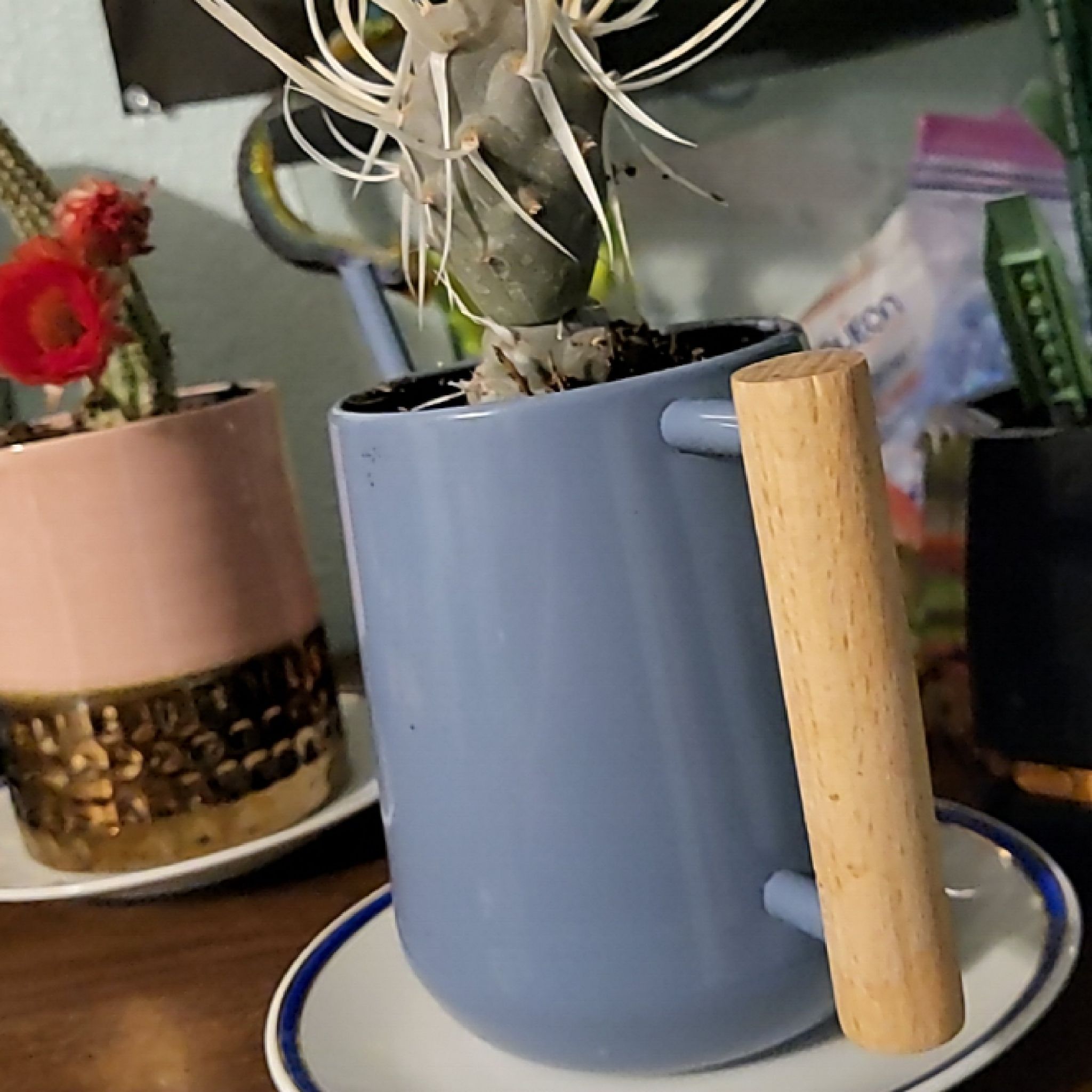 Photo of the plant species paper spine cactus by @FabKūmarahou named Scarlett on Greg, the plant care app