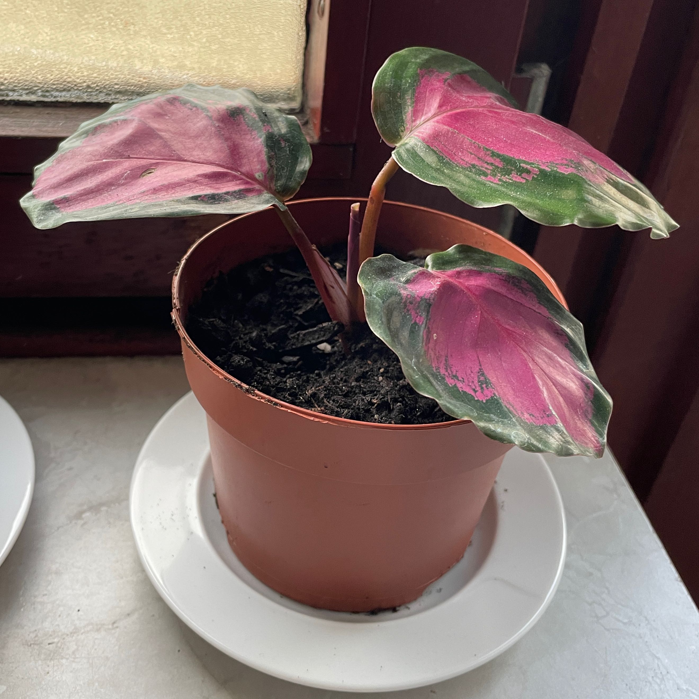 Photo of the plant species crimson rose calathea by @rieke named Kesha on Greg, the plant care app