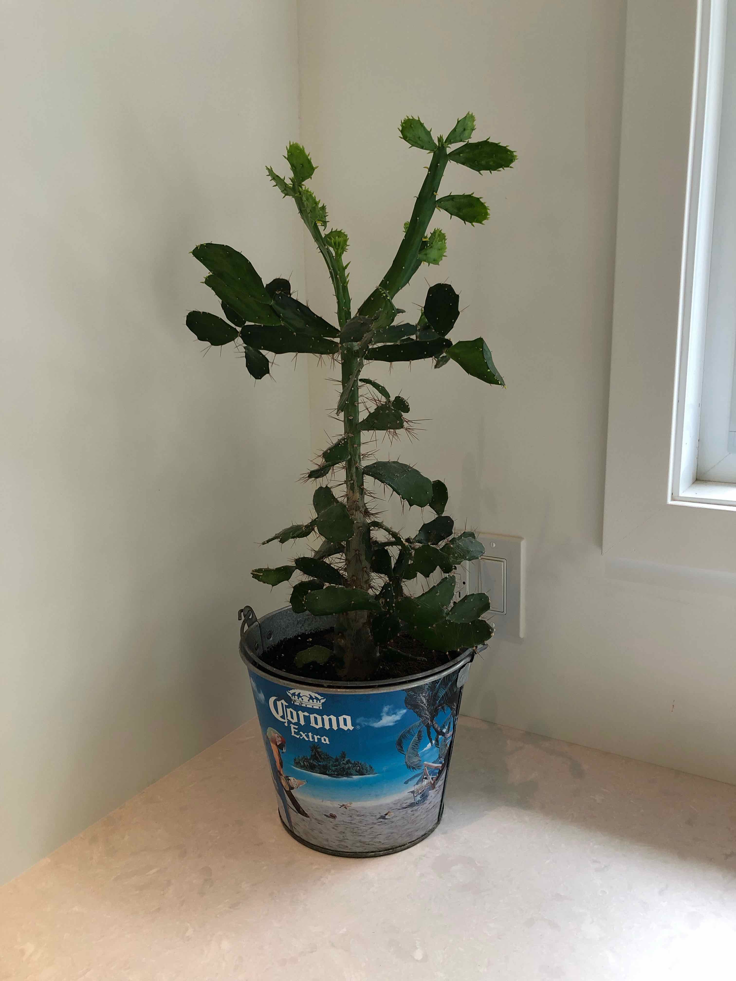 Brazilian Pricklypear plant in a decorative container near a window.