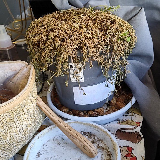 Photo of the plant species Turkey Tangle Fogfruit by @TopnotchBasil named Taylor Swift on Greg, the plant care app