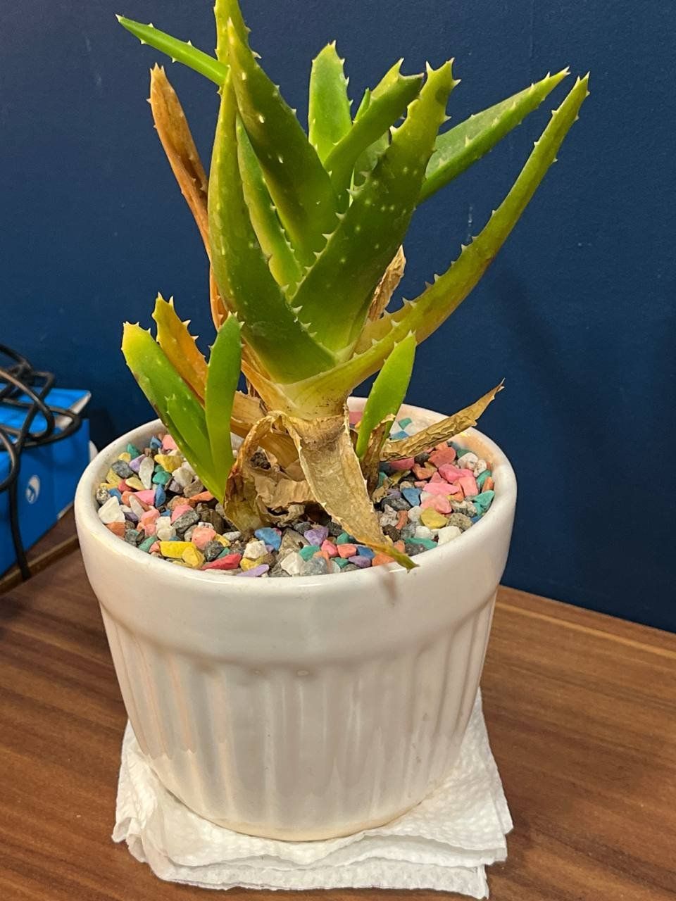 Photo of the plant species Narrow-leafed Tiger Tooth Aloe by @HipRedmangrove named Rihanna on Greg, the plant care app