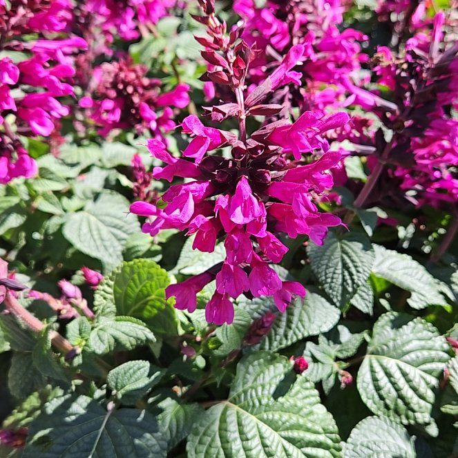 Photo of the plant species Coastal Hedgenettle by @SleekRedbush named Delilah on Greg, the plant care app