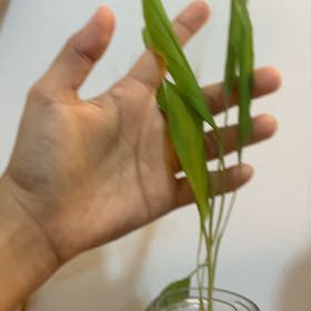 Photo of the plant species White Turmeric by @BestBuroak named Terra on Greg, the plant care app