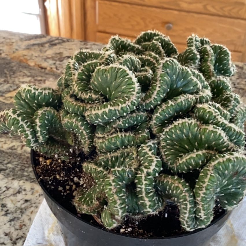 Photo of the plant species Emerald Idol Opuntia by @BoldScaldweed named Rollzin Folds on Greg, the plant care app
