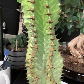 Photo of the plant species Variegated African Candelabra by @BoldScaldweed named Darwin on Greg, the plant care app