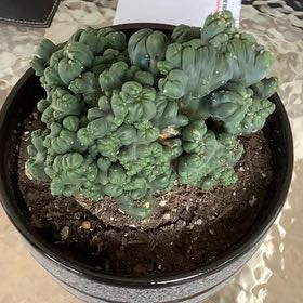 Photo of the plant species Monstrose Cactus by @BoldScaldweed named Monstrous on Greg, the plant care app