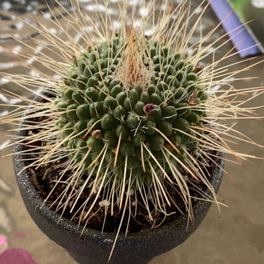Photo of the plant species Mammilaria Spinosissima by @BoldScaldweed named Ouch on Greg, the plant care app