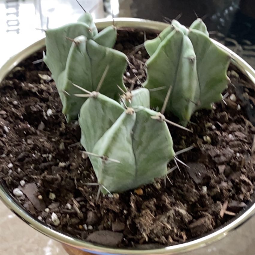 Photo of the plant species Gray Ghost Organ Pipe by @BoldScaldweed named Triplets on Greg, the plant care app
