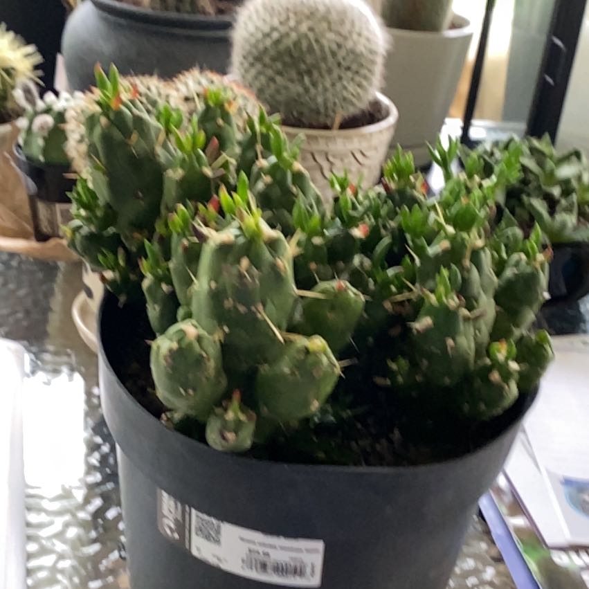 Photo of the plant species Opuntia subulata 'Gumbi' by @BoldScaldweed named Gumbi on Greg, the plant care app