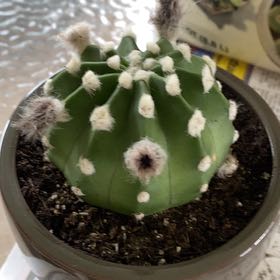 Photo of the plant species Echinopsis subdenudatum 'Dominos' by @BoldScaldweed named Otis on Greg, the plant care app
