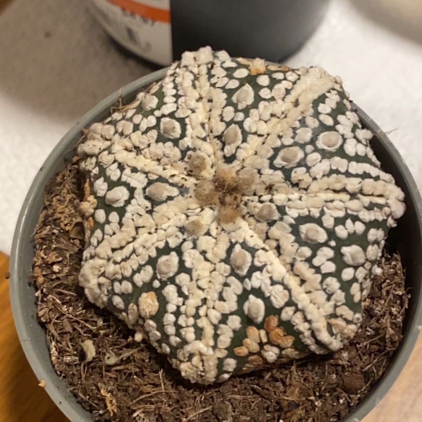 Photo of the plant species Sand Dollar Cactus by @BoldScaldweed named Sand Dollar on Greg, the plant care app