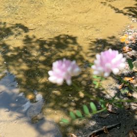 Photo of the plant species Securigera Varia by @halfbaked named Crown vetch on Greg, the plant care app