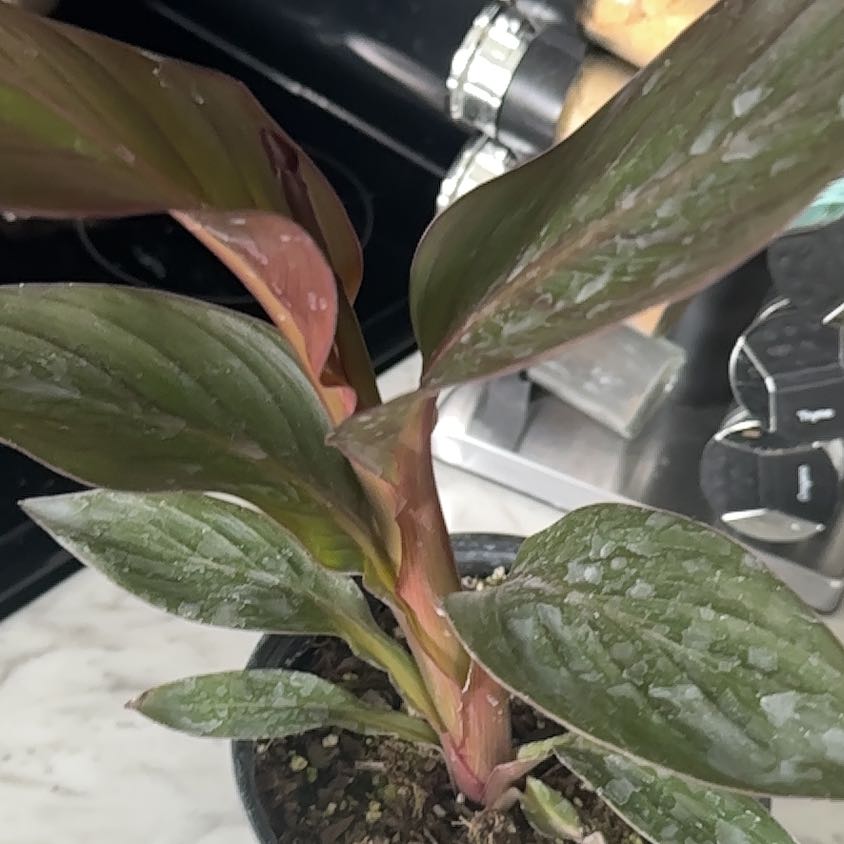 Photo of the plant species Canna Bronze Scarlet by @MovingHardpine named Rainier on Greg, the plant care app