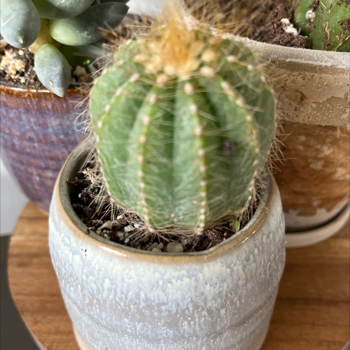 Small cactus in a pot, identified as Blue Columnar Cactus, with visible soil and no signs of health issues.