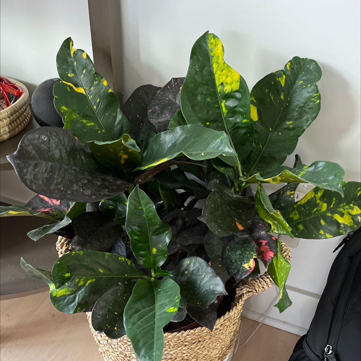 Gold Dust Croton plant with dark green leaves and yellow speckles in a woven basket indoors.