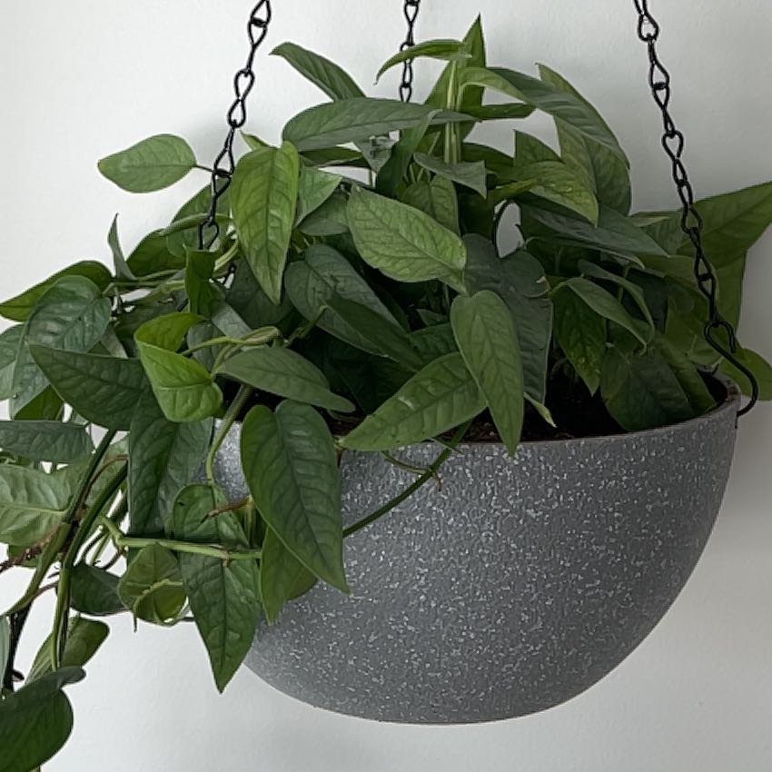 Healthy Cebu Blue Pothos plant in a hanging pot with green leaves.