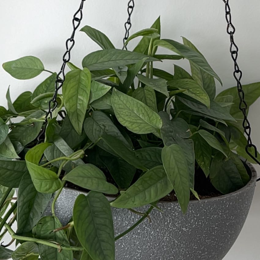 Healthy Cebu Blue Pothos plant in a hanging pot with green leaves.