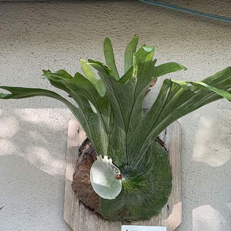 Photo of the plant species Staghorn Fern by @HighclassGreen named Marilyn on Greg, the plant care app