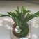 Calculate water needs of Staghorn Fern