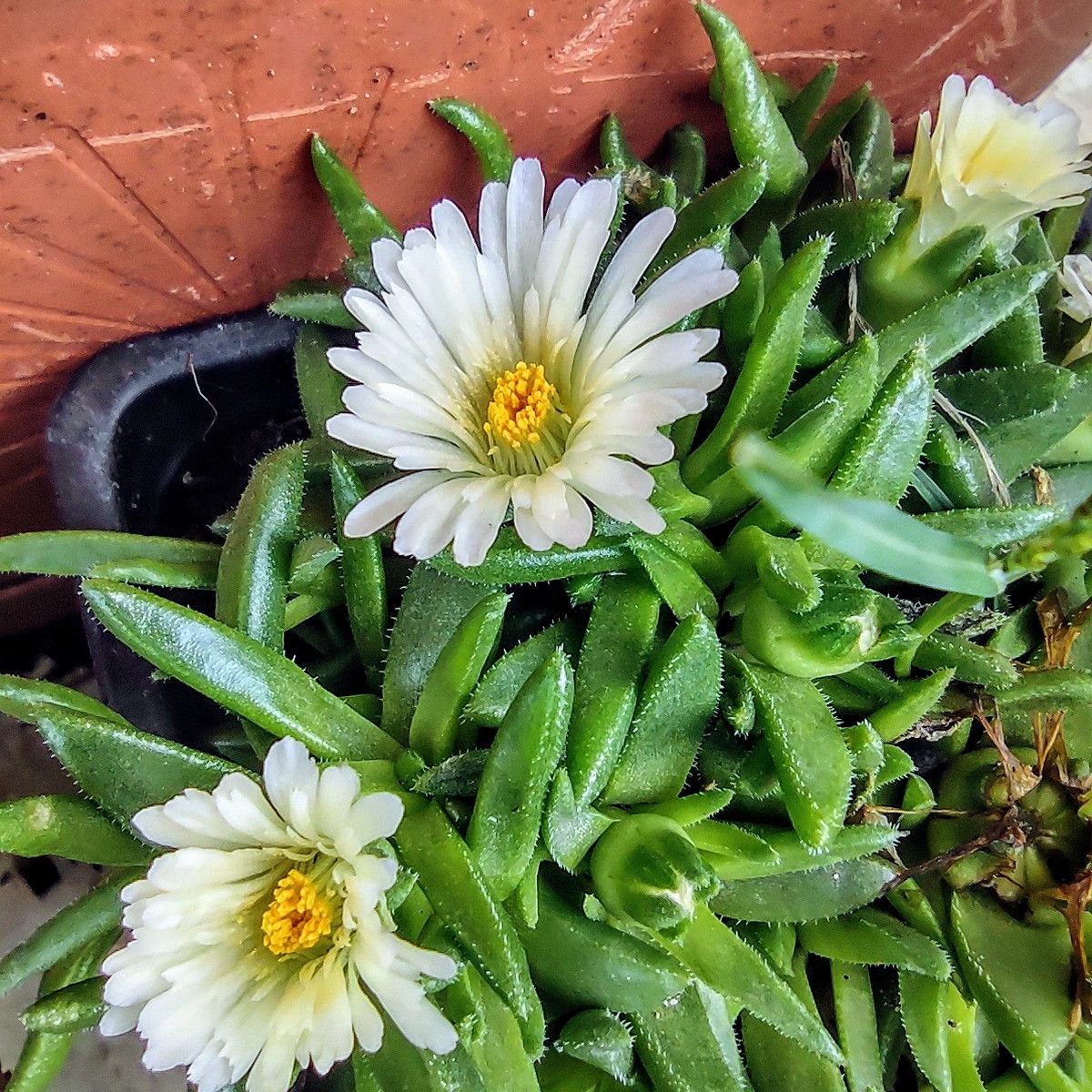 Healthy Iceplant with green leaves and white flowers with yellow centers.