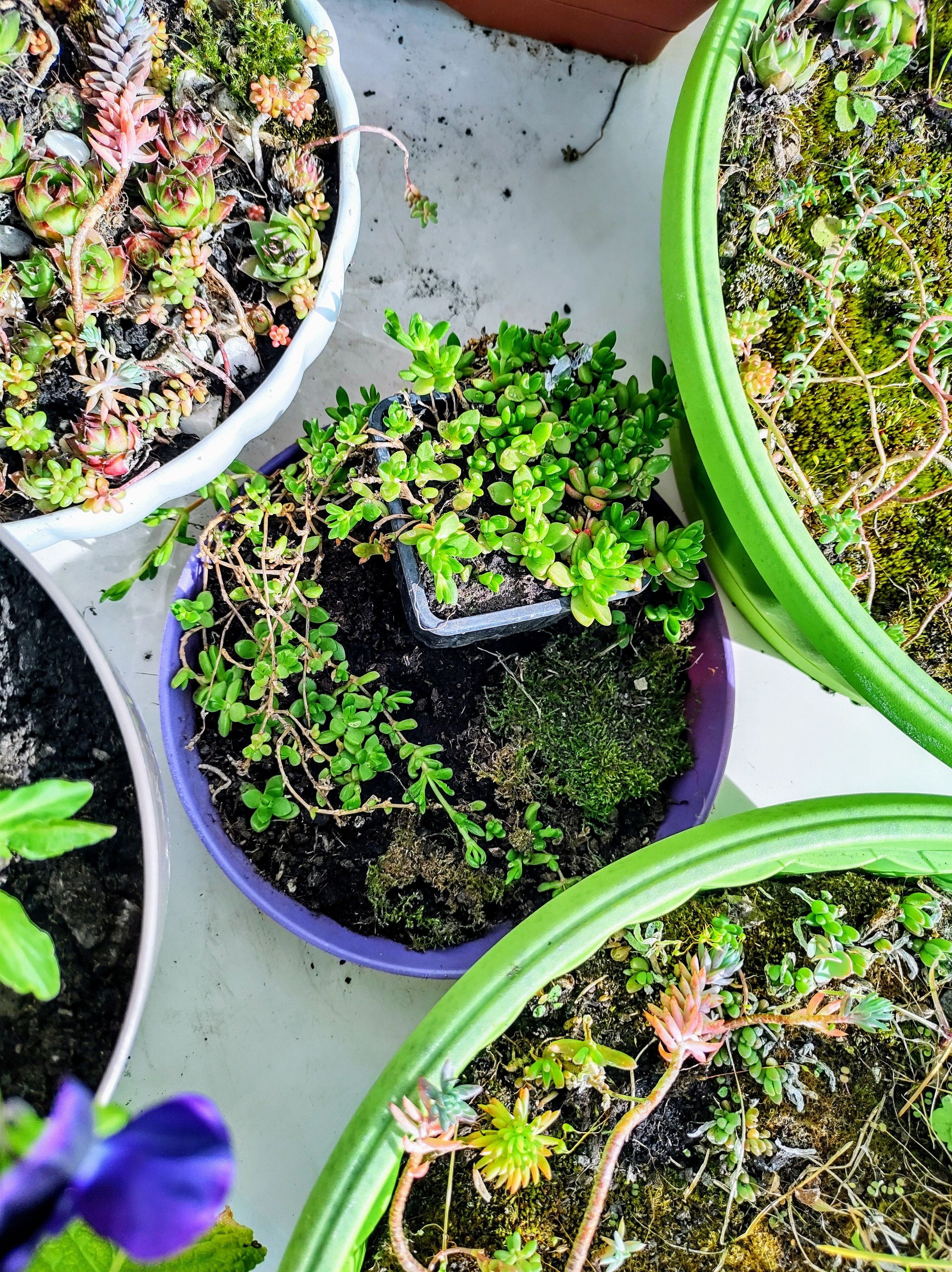Image of a healthy Iceplant in a purple pot, surrounded by other potted plants.