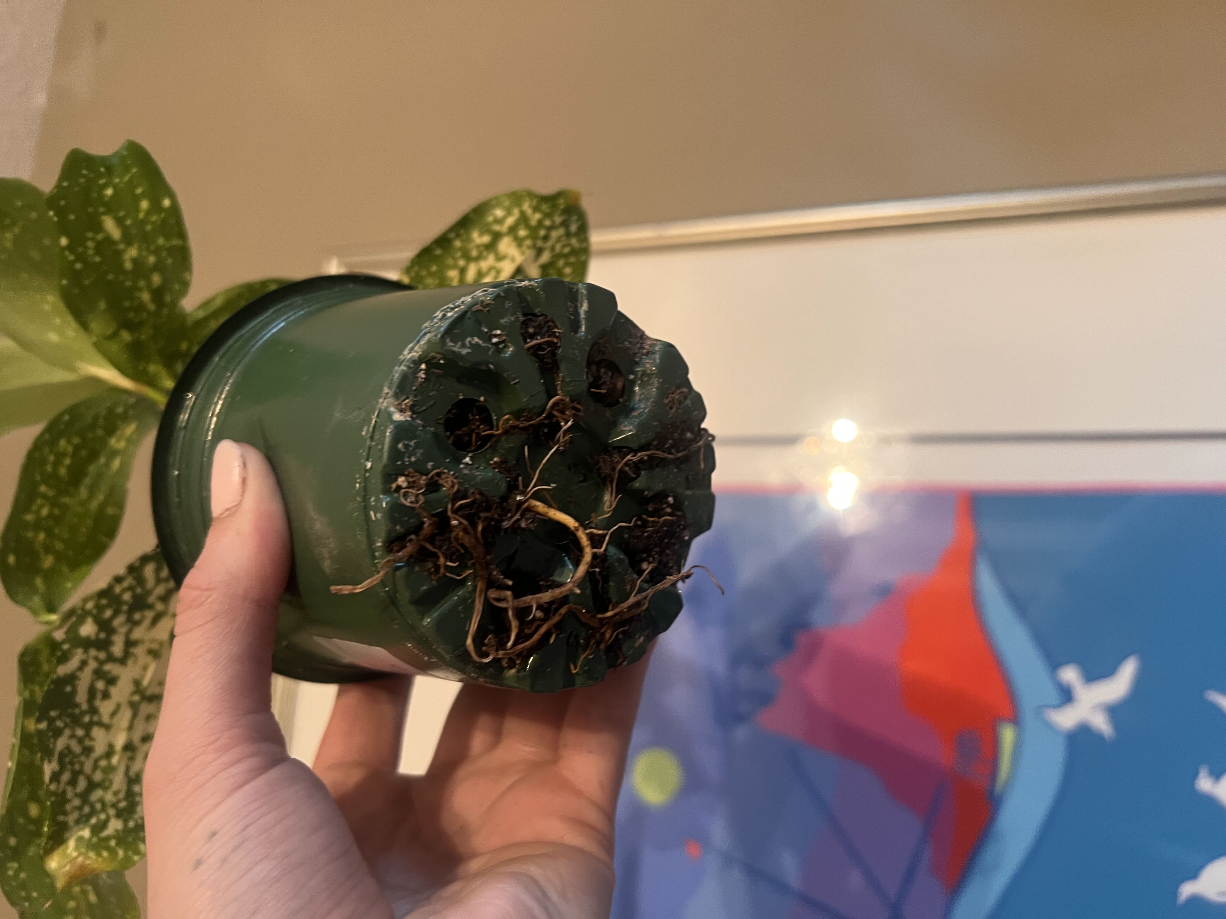 Photo from the post