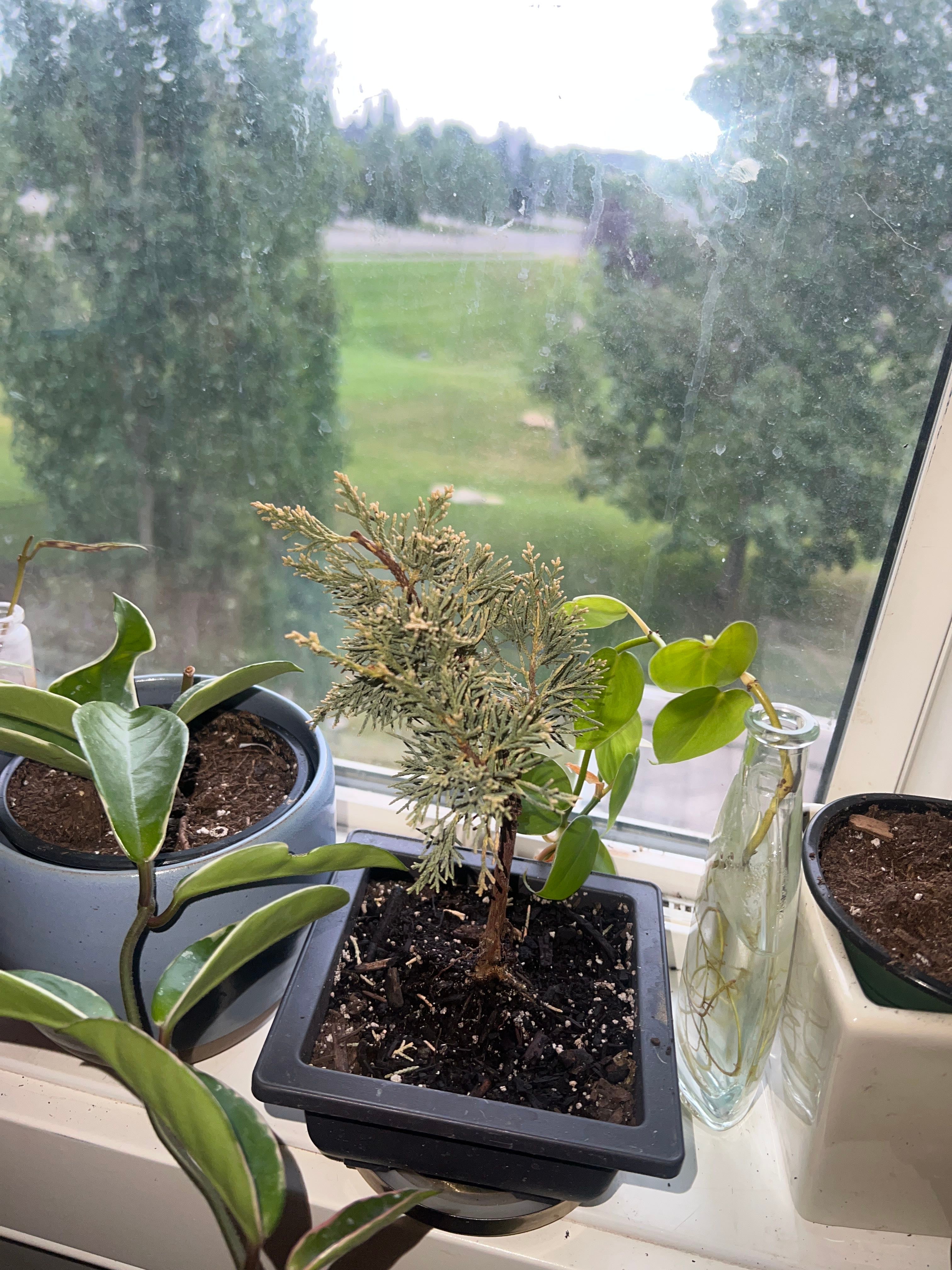 Andorra Juniper Is an Irritant to Cats 🐱