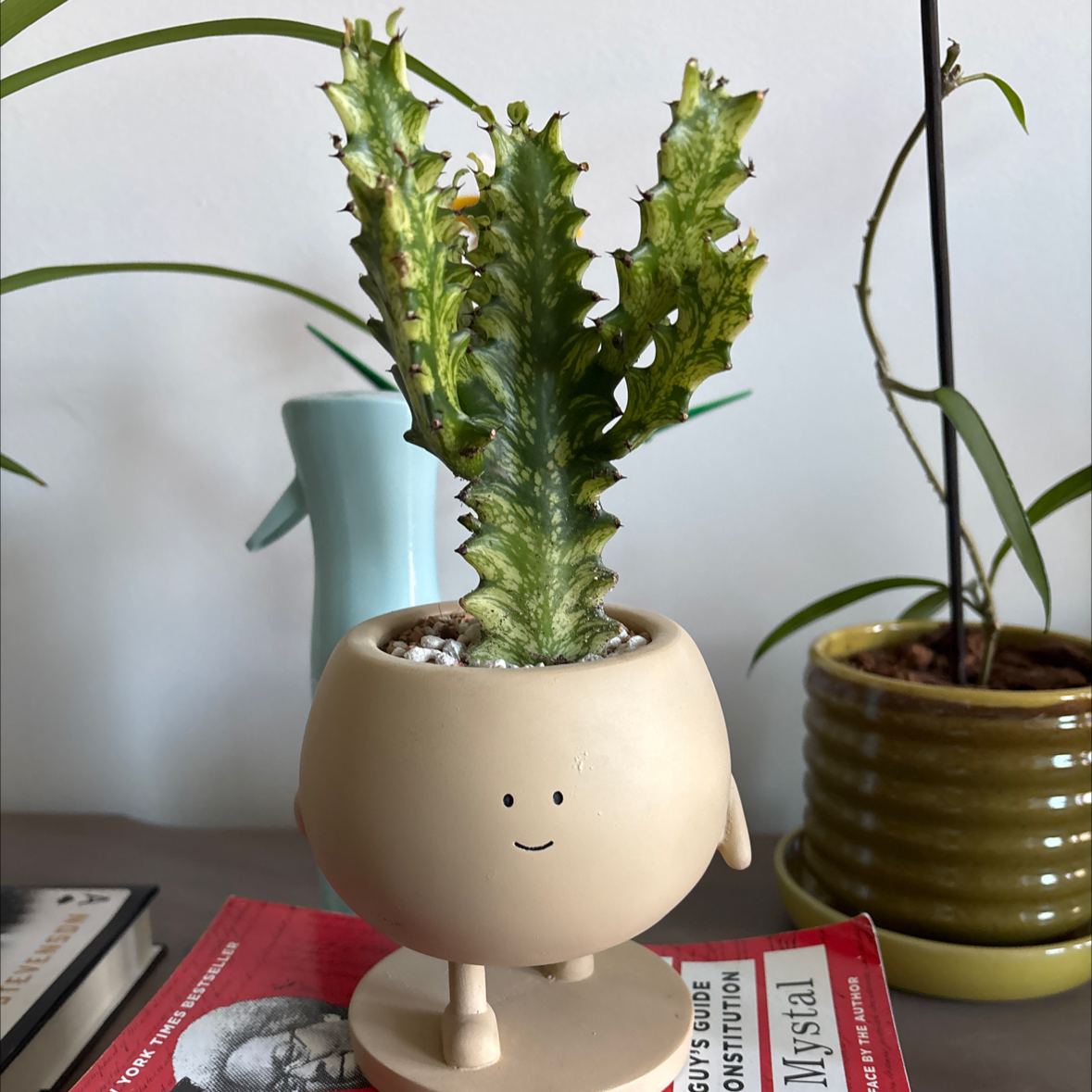 Photo of the plant species Variegated Euphorbia mayurnathanii by @MaximumHoverer named Lebron on Greg, the plant care app