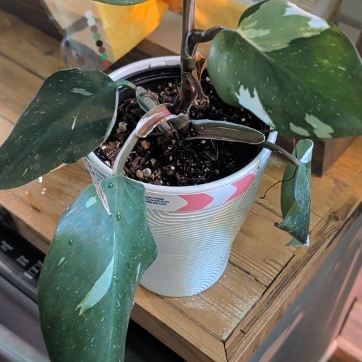 Photo of the plant species White Knight by @NotableWormseed named Beyonce on Greg, the plant care app