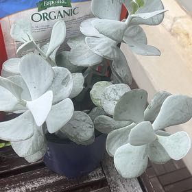 Photo of the plant species Cotyledon 'Snowdrift' by @PolishedTauhinu named Rainier on Greg, the plant care app
