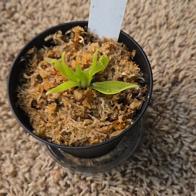 Photo of the plant species Mexican Butterwort by @ProphetIcarus named Athena on Greg, the plant care app