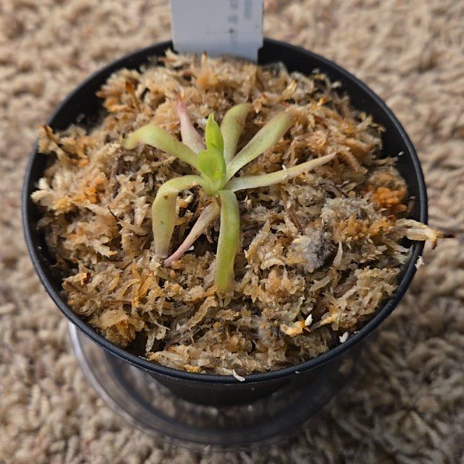 Photo of the plant species Aphrodite Butterwort by @ProphetIcarus named Xena on Greg, the plant care app