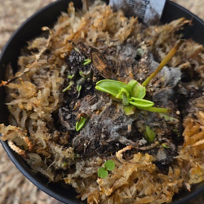 Photo of the plant species Southern Butterwort by @ProphetIcarus named Nemo on Greg, the plant care app