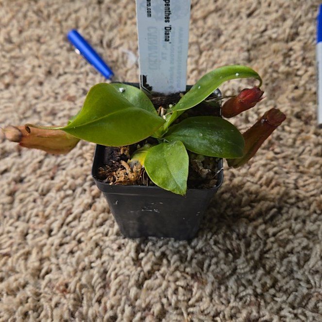 Photo of the plant species Nepenthes 'Diana' by @ProphetIcarus named Sanders on Greg, the plant care app