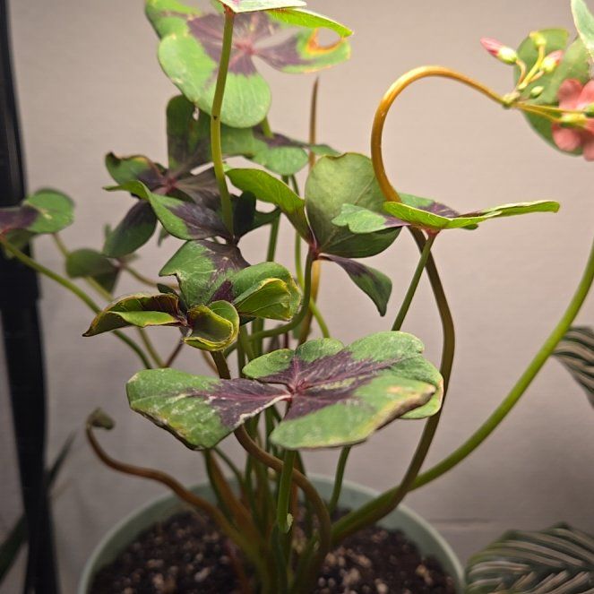 Photo of the plant species Iron Cross by @ProphetIcarus named Sahara on Greg, the plant care app
