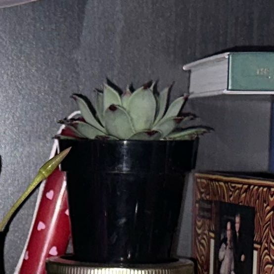 Photo of the plant species Sempervivum calcareum by @TimelyBoneset named Winston on Greg, the plant care app