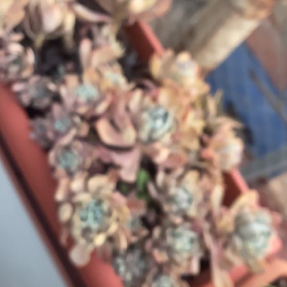 Photo of the plant species Pachyveria Pachyphytoides by @ZingyBroomsedge named Aria on Greg, the plant care app