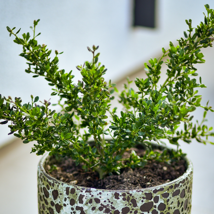 Photo of the plant species Skylark California Lilac by @OCISLY named Sigmund on Greg, the plant care app