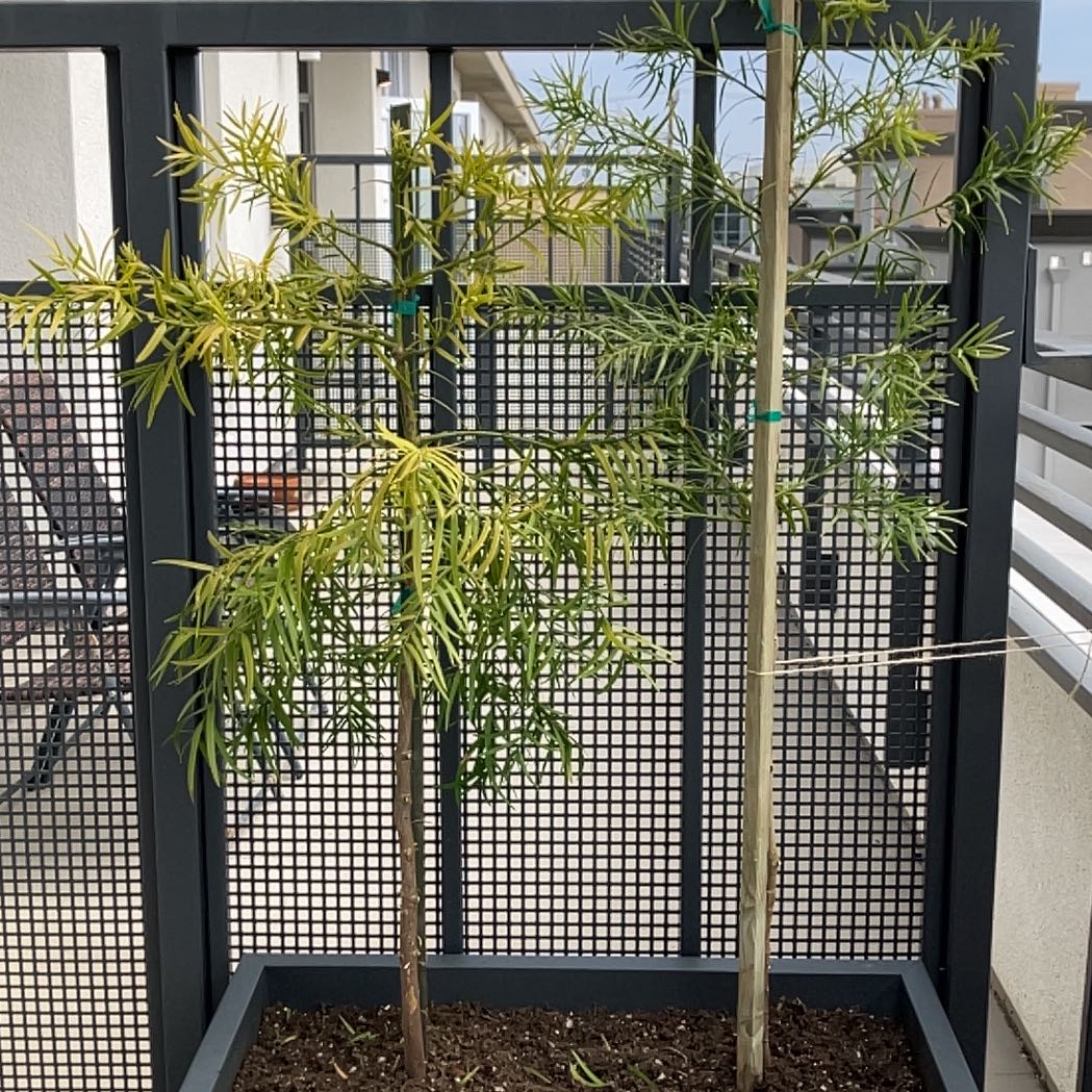 Podocarpus plant in a pot with some yellowing leaves and a support stake.