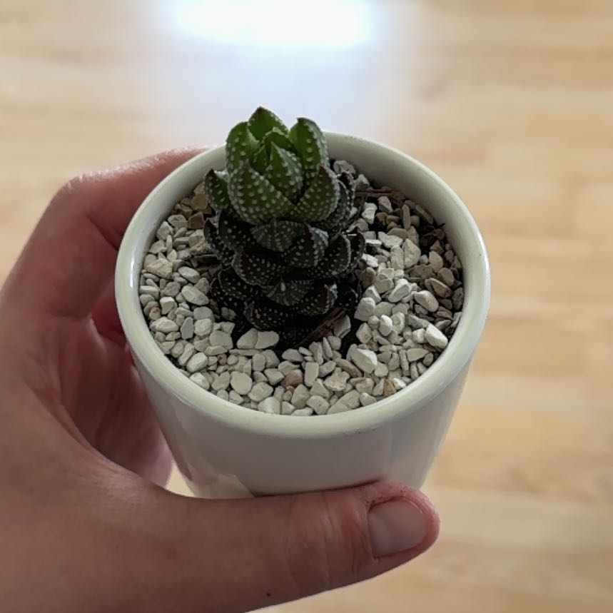 Photo of the plant species Haworthia coarctata f. conspicua by @SaintlyDropwort named 18 on Greg, the plant care app