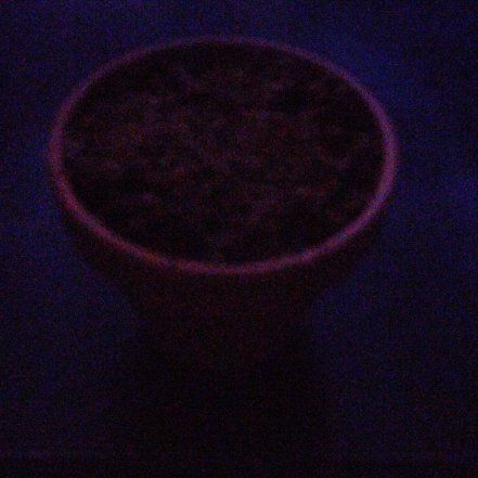 Photo of the plant species Parry's Dwarf-Sunflower by @GoldenBogwillow named Planty on Greg, the plant care app